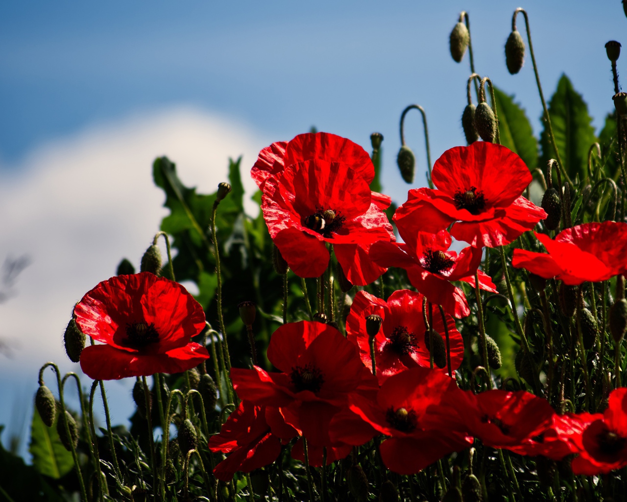 Красные маки с бутонами под голубым небом в лучах солнца