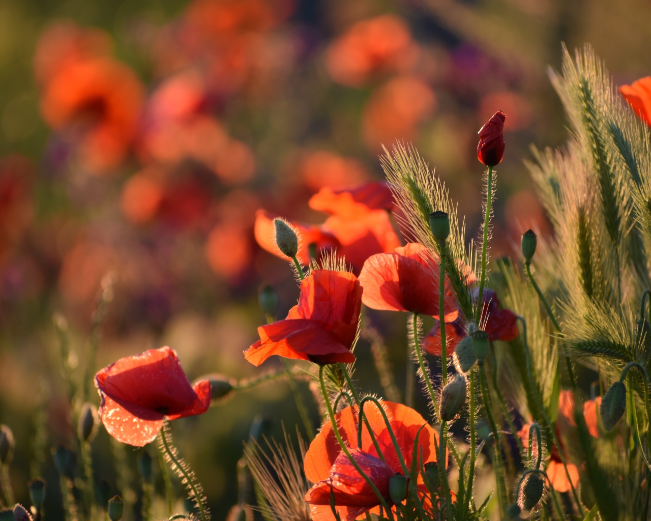 Красные маки с зелеными колосками в лучах солнца