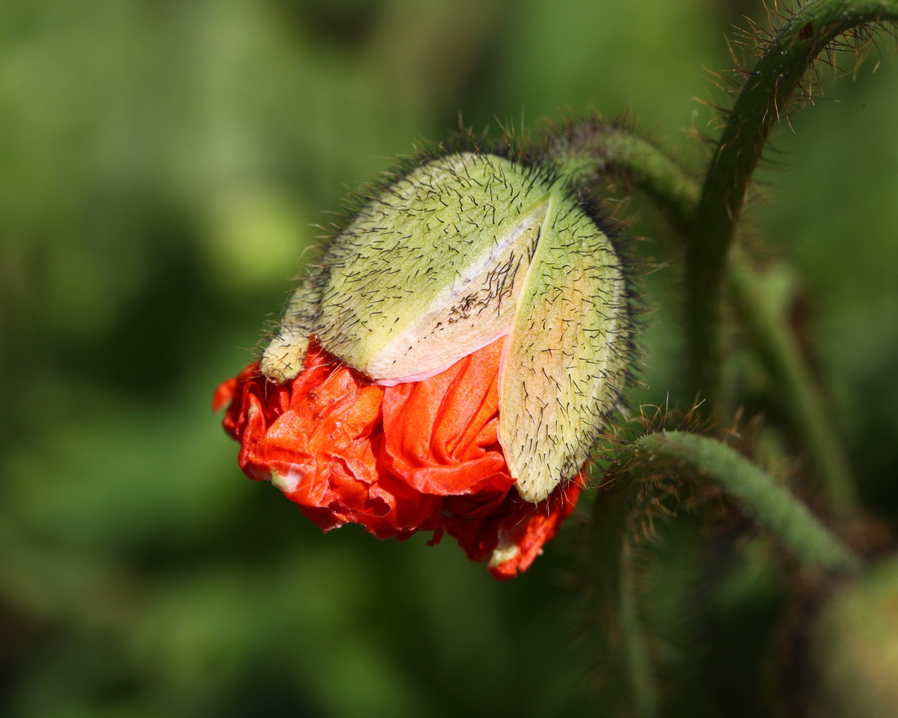 Бутон красного мака в лучах солнца