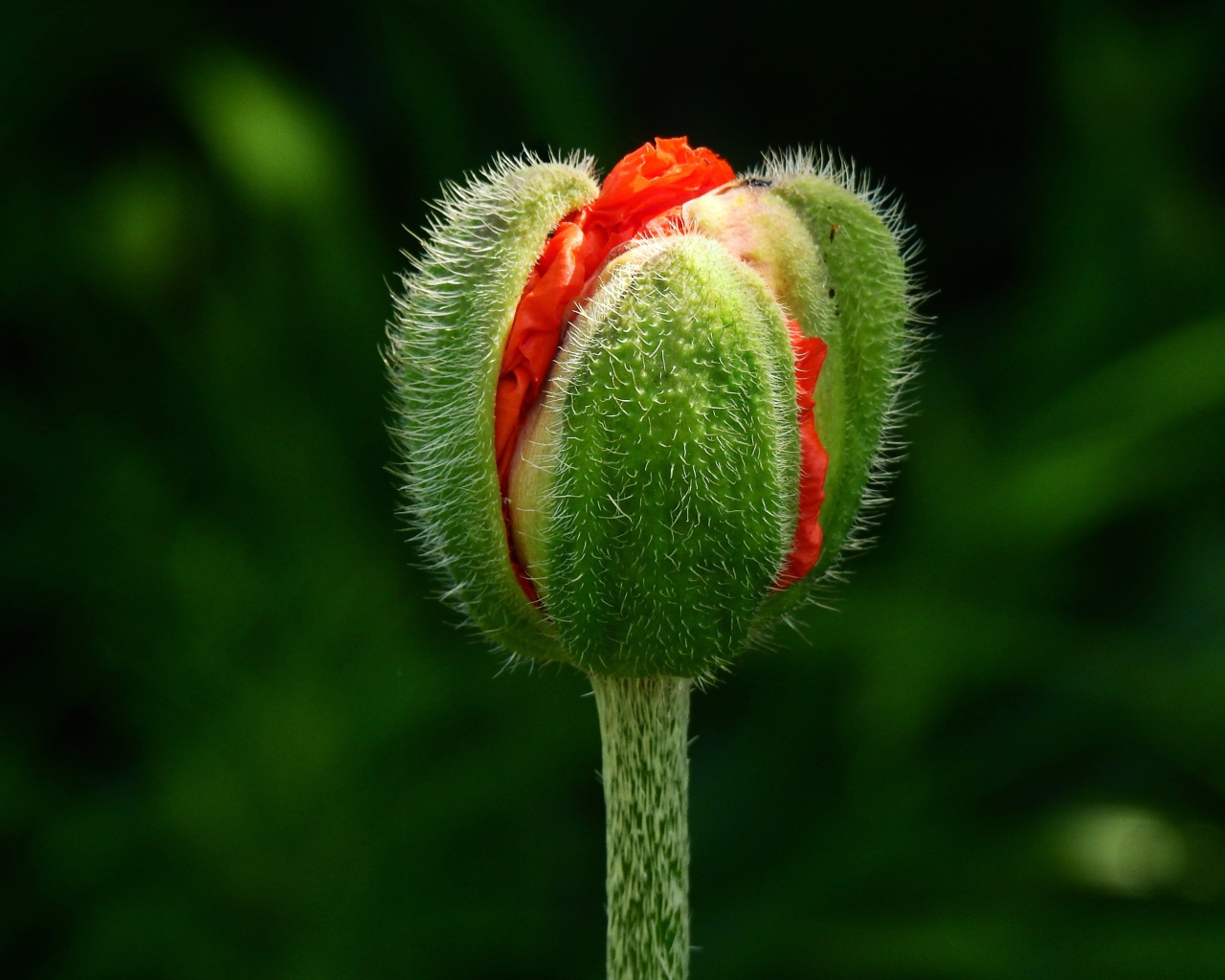 Цветок красного мака распускается на клумбе