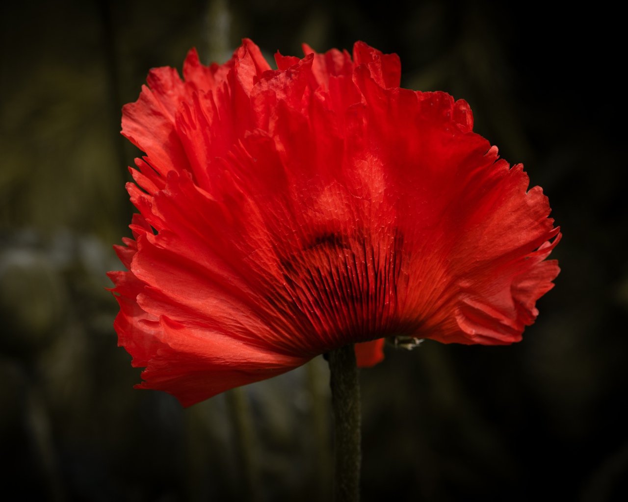 Красный цветок мака крупным планом 