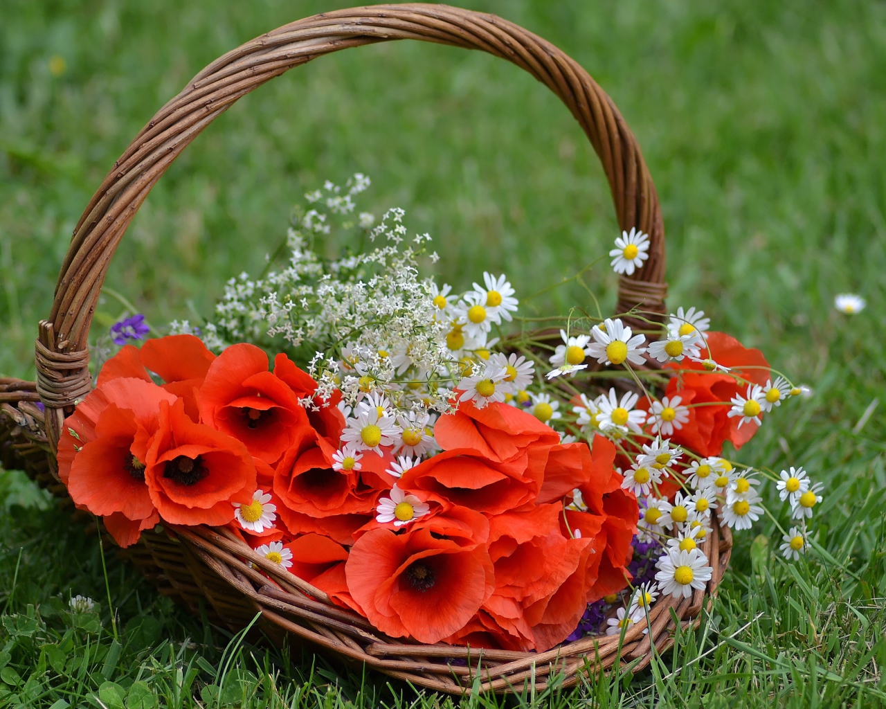 Красные цветы мака в корзине с полевыми ромашками 