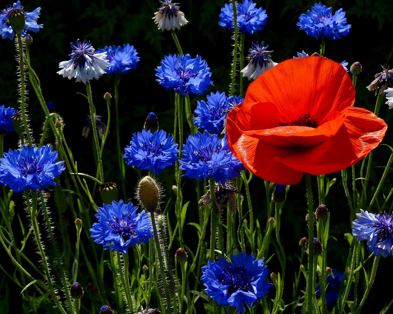 Красный мак на поле с голубыми васильками 