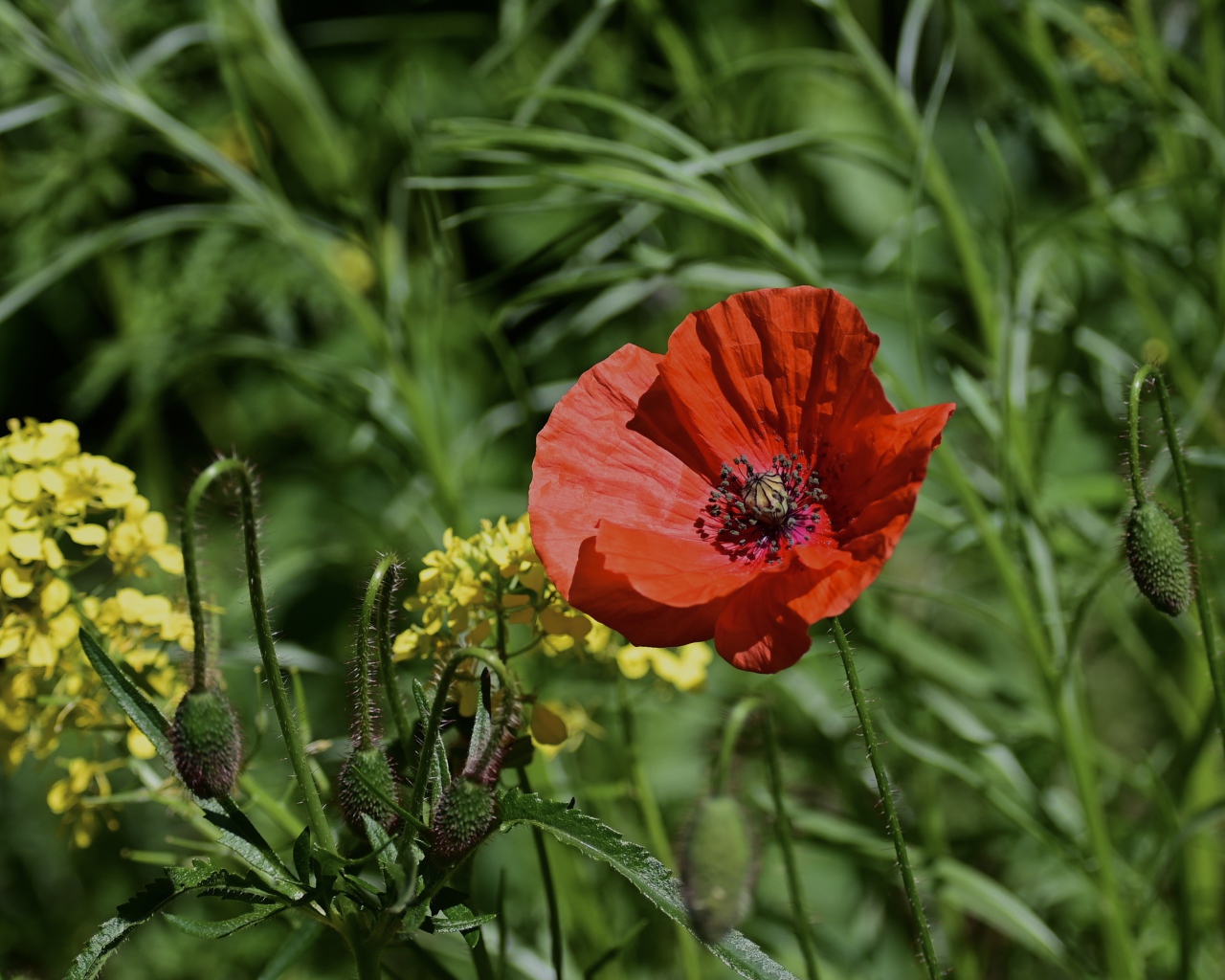Красный мак с бутонами и полевой травой в лучах солнца