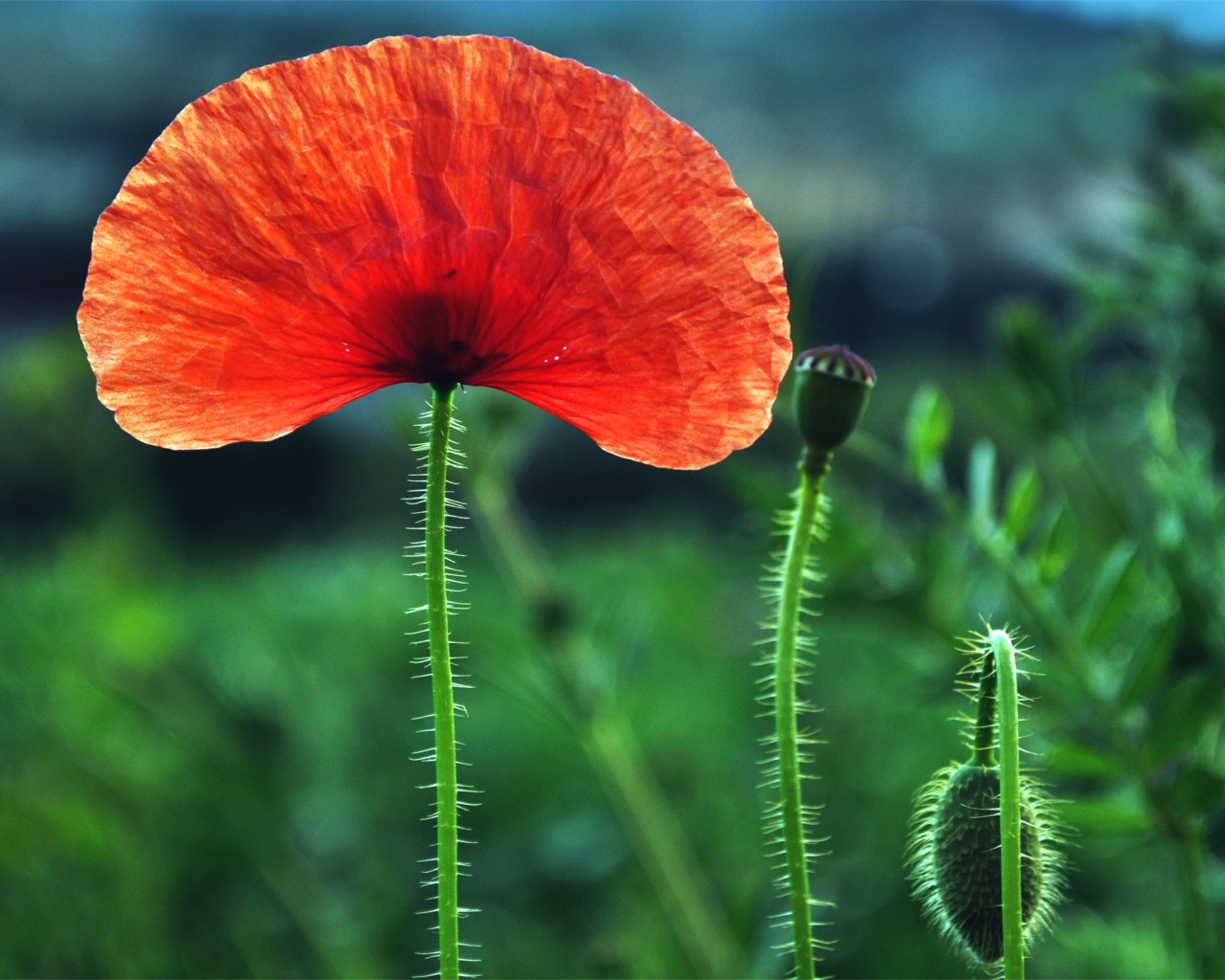 Красный мак с бутонами на поле крупным планом 