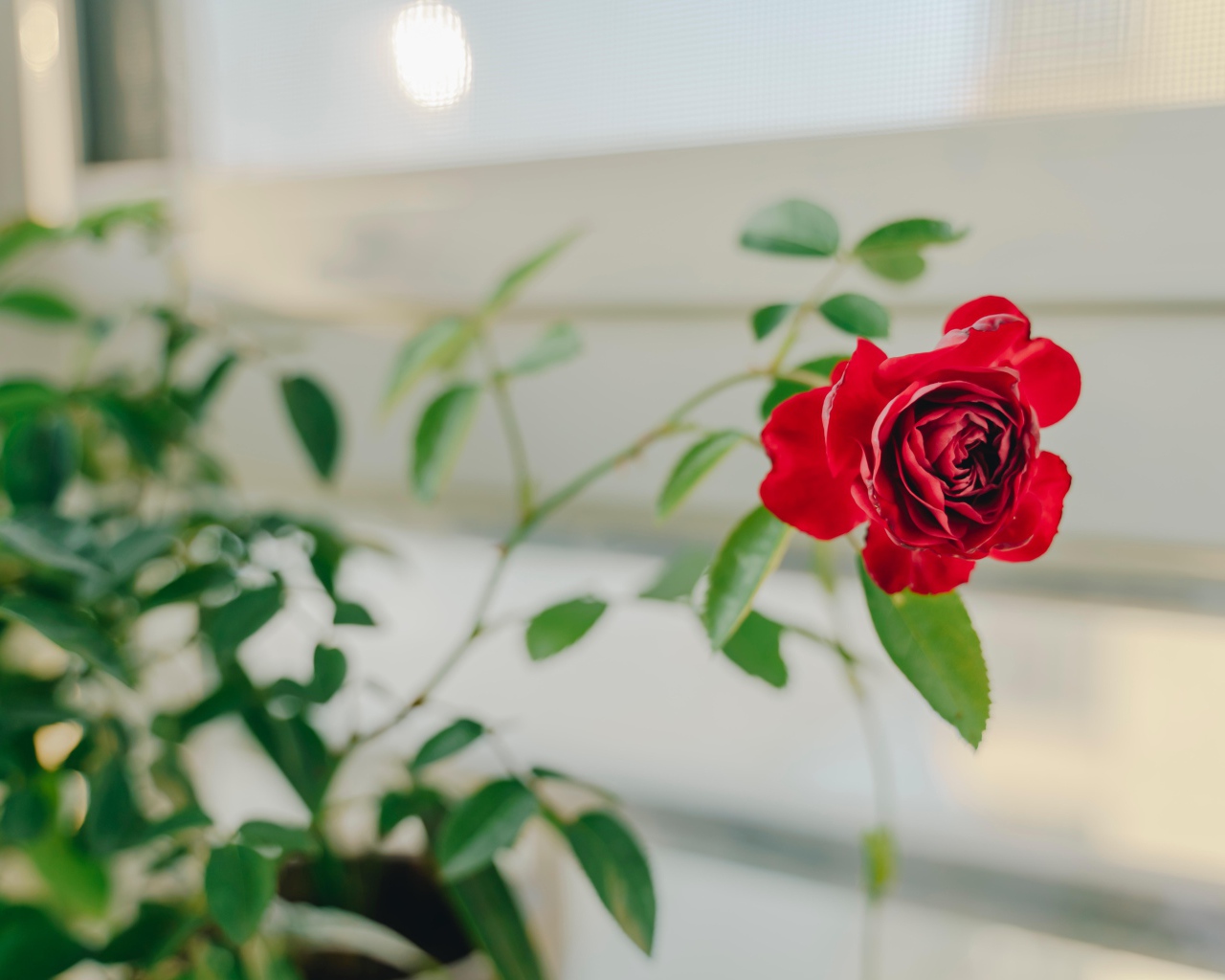 Красная комнатная роза в доме