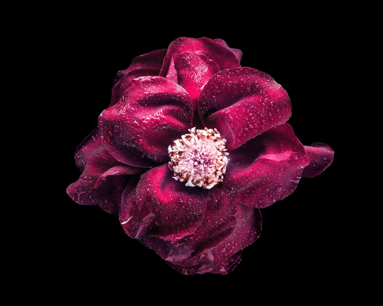 Красный цветок розы в каплях росы на черном фоне крупным планом