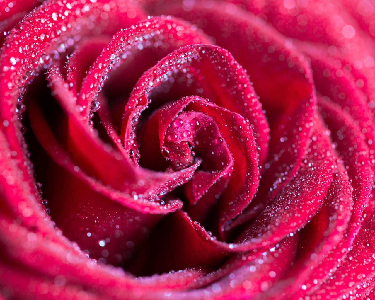 Красная роза в каплях росы крупным планом