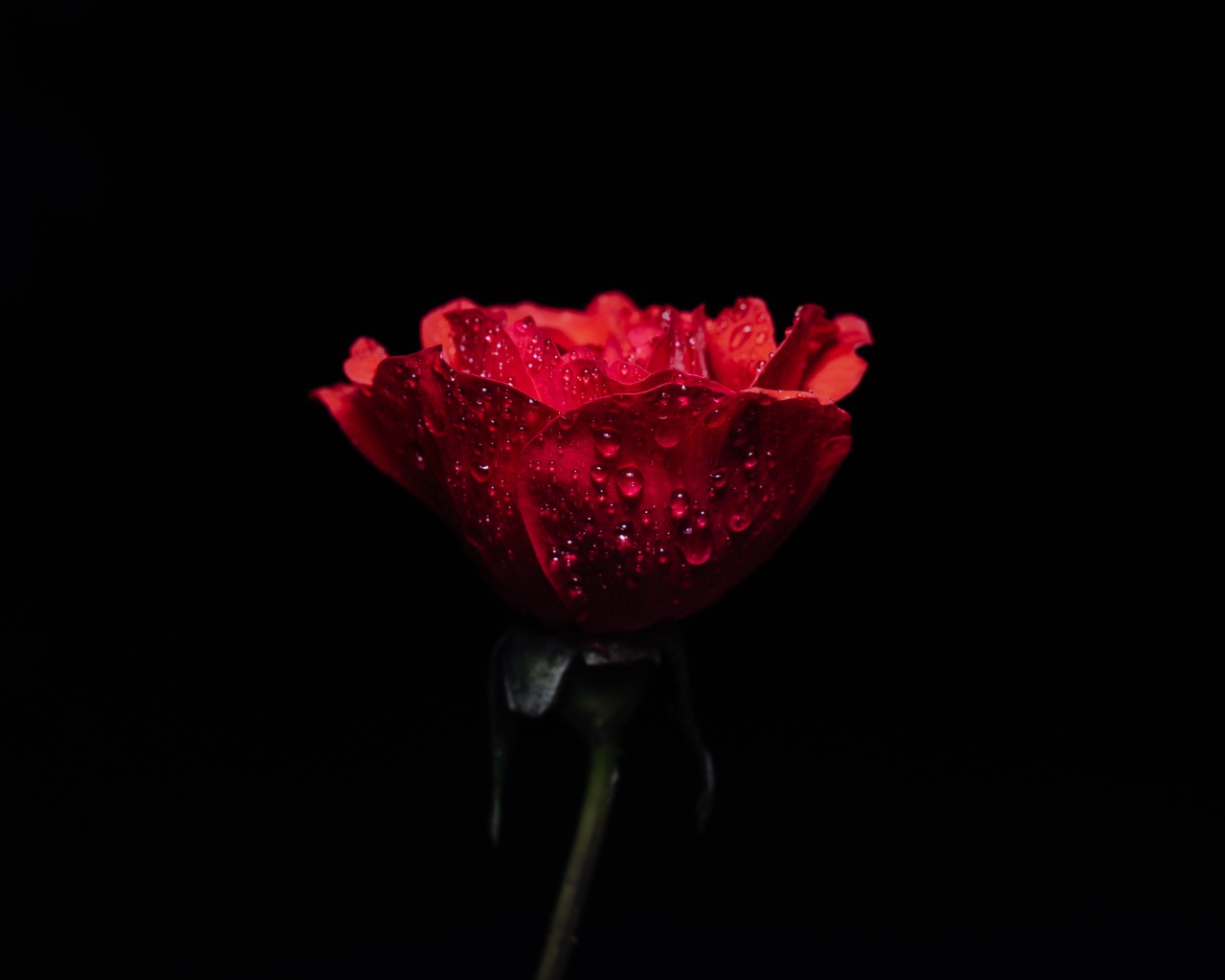 Красная роза в каплях росы на черном фоне