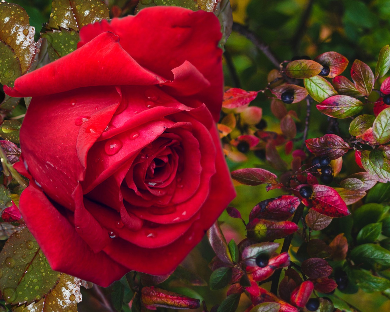 Красная роза в каплях дождя с черными ягодами