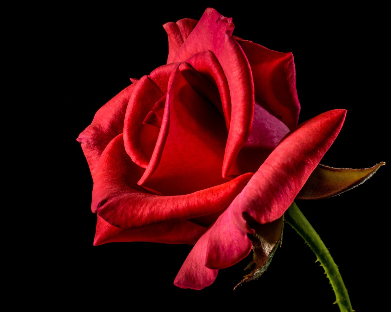 Красная роза с нежными лепестками на черном фоне