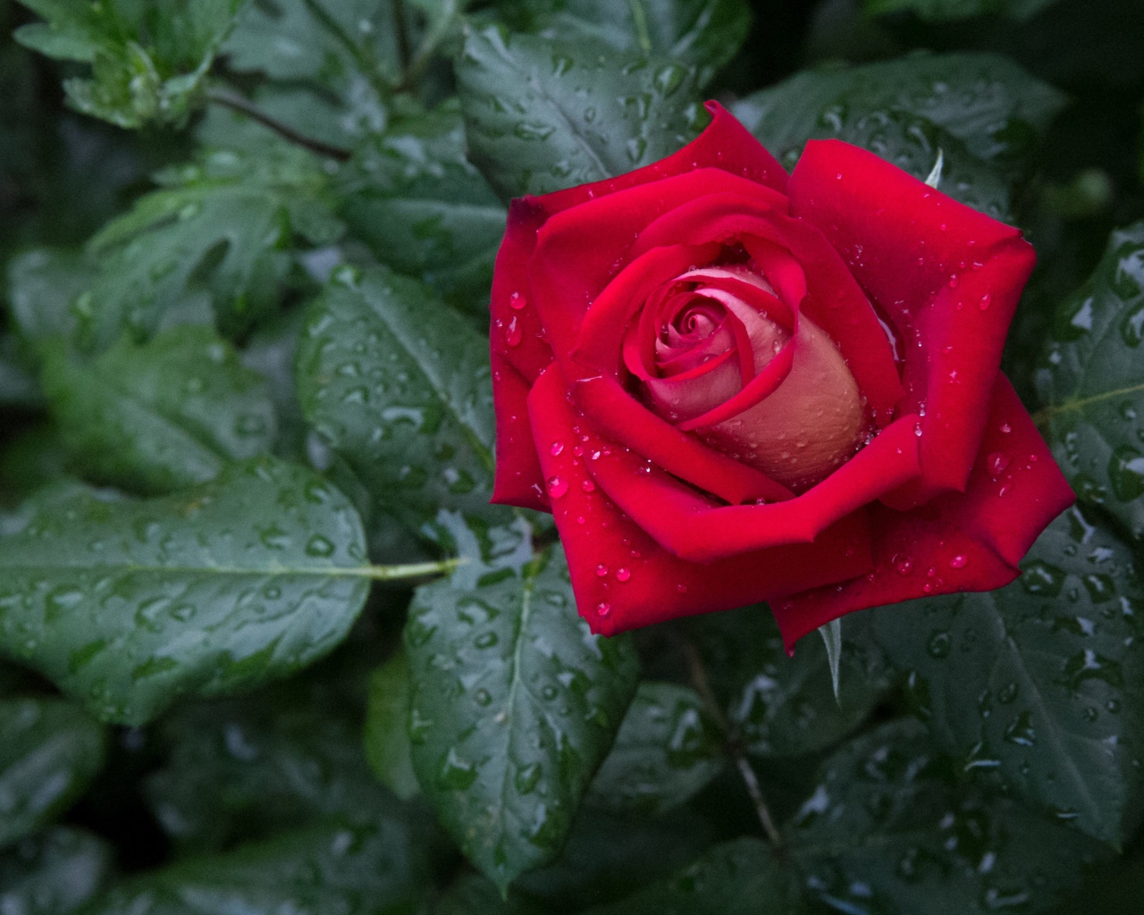 Красная роза с зелеными листьями в каплях дождя 