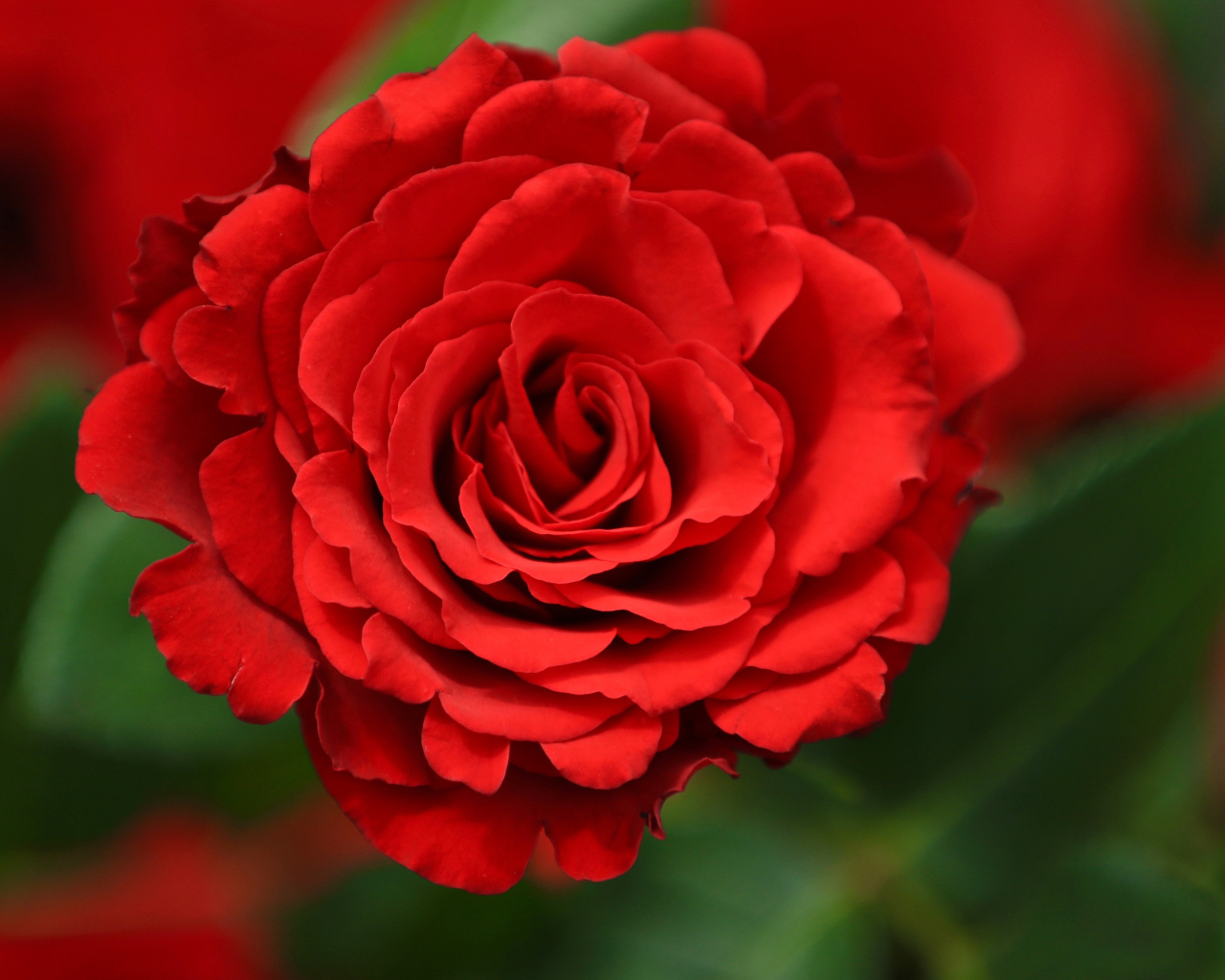 Красная роза с лепестками крупным планом 