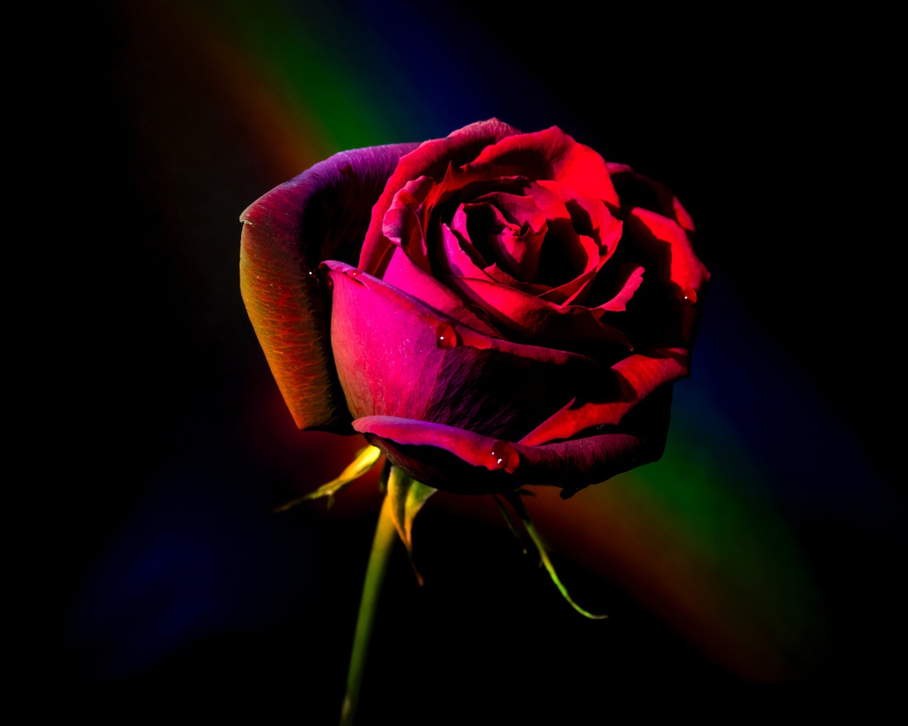 Красная роза с радужным фоном