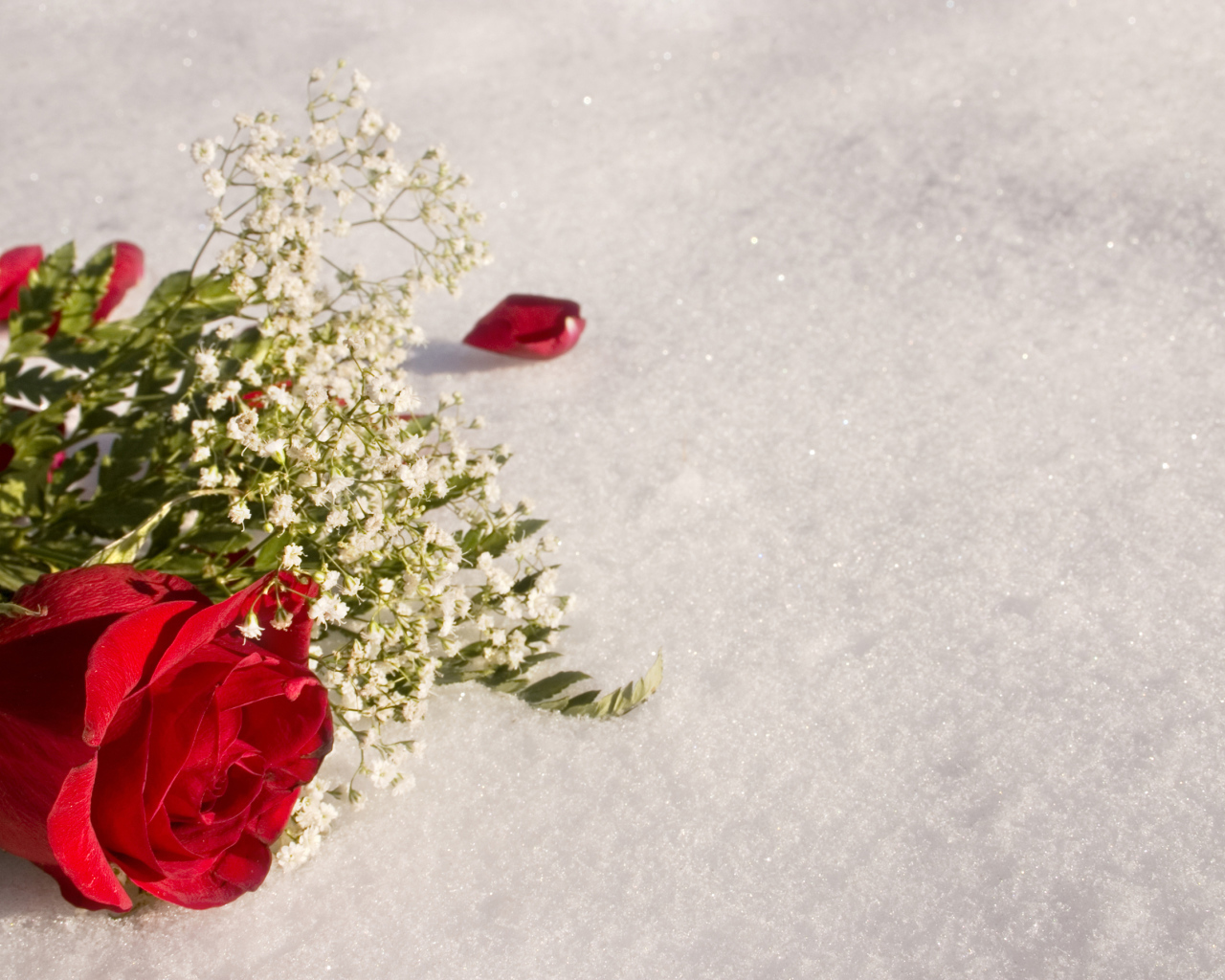 Красная роза с белыми цветами на снегу