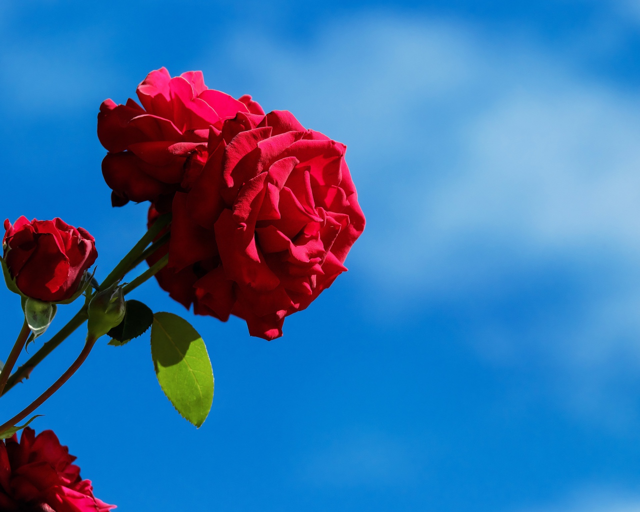 Красные розы с бутонами на фоне голубого неба