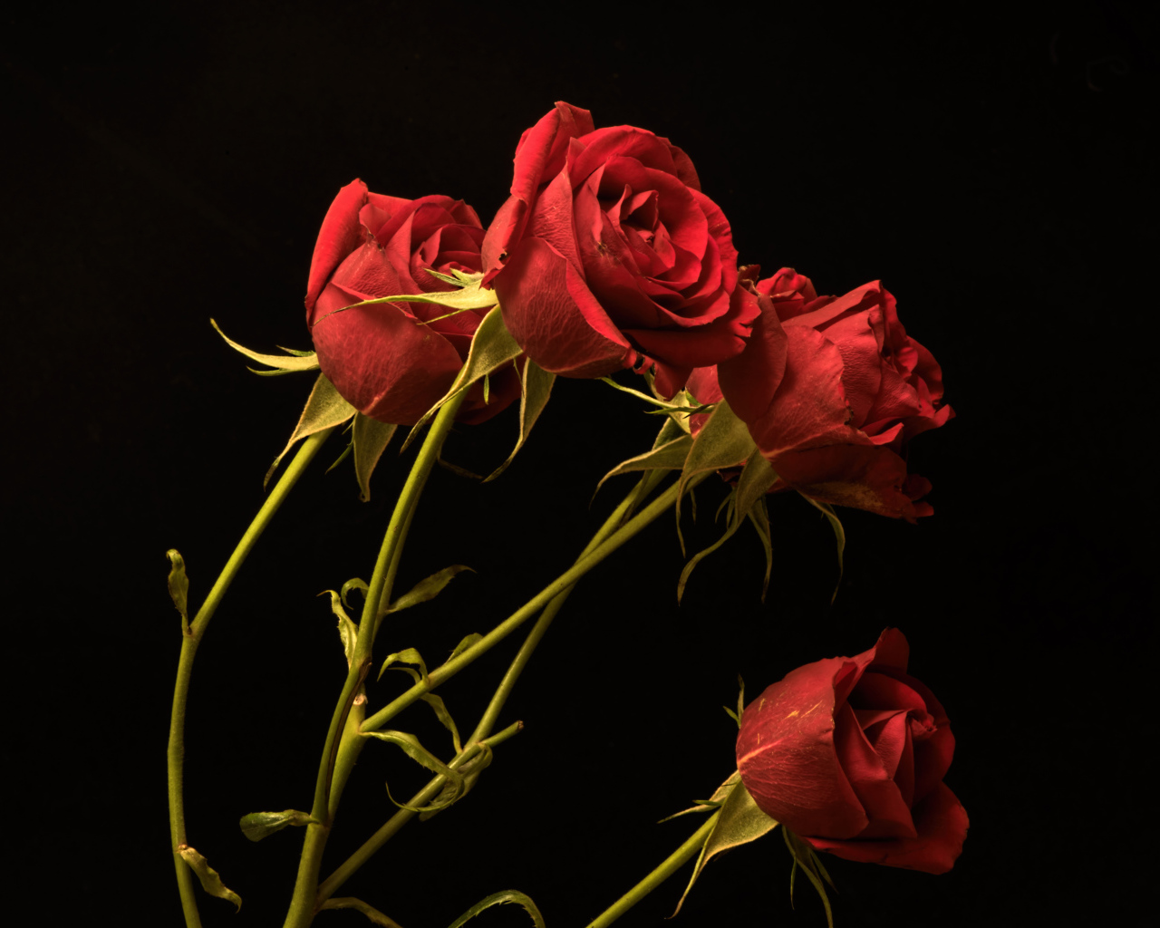 Красные маленькие розы на черном фоне