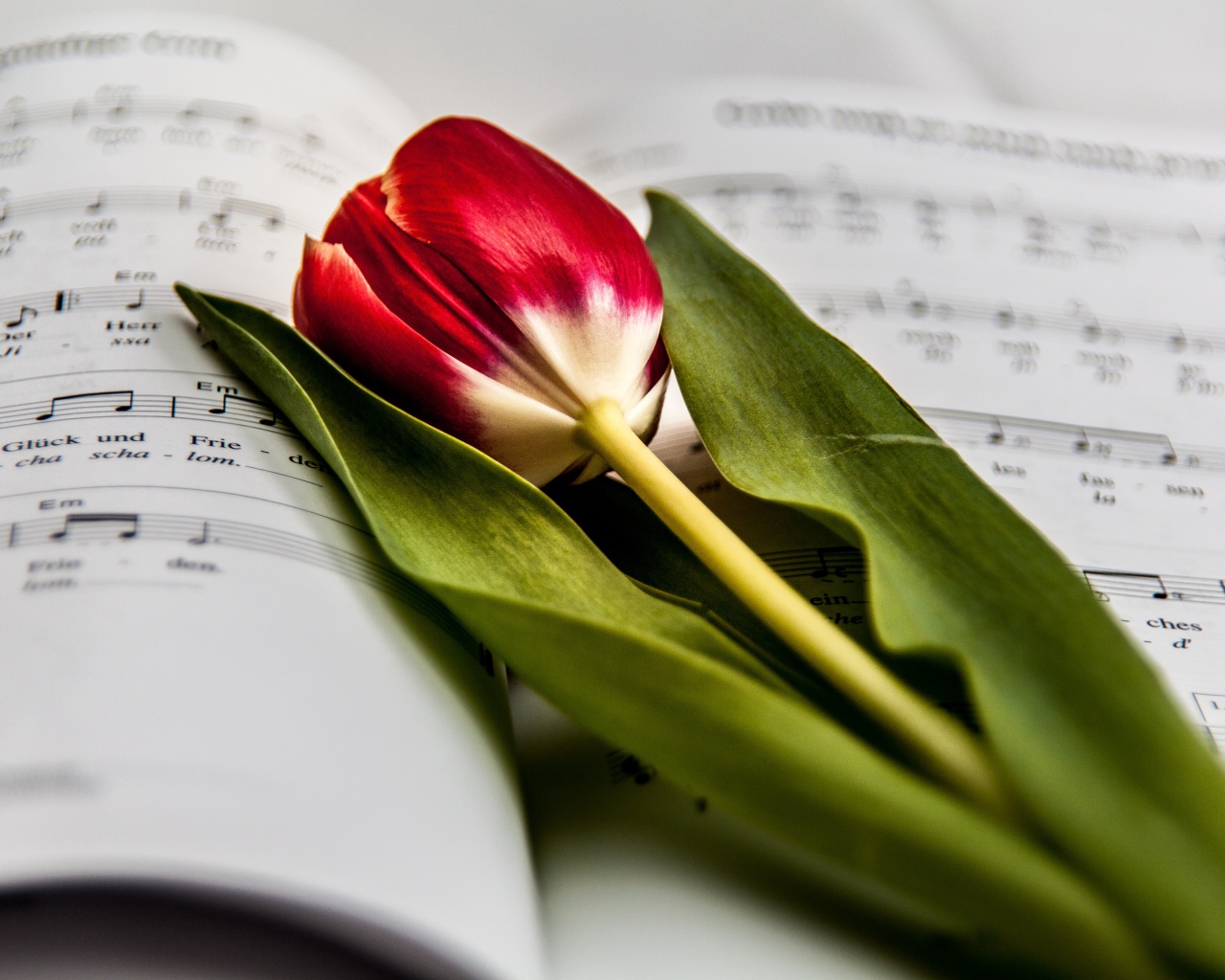 Красный тюльпан с зелеными листьями лежит на нотной тетради