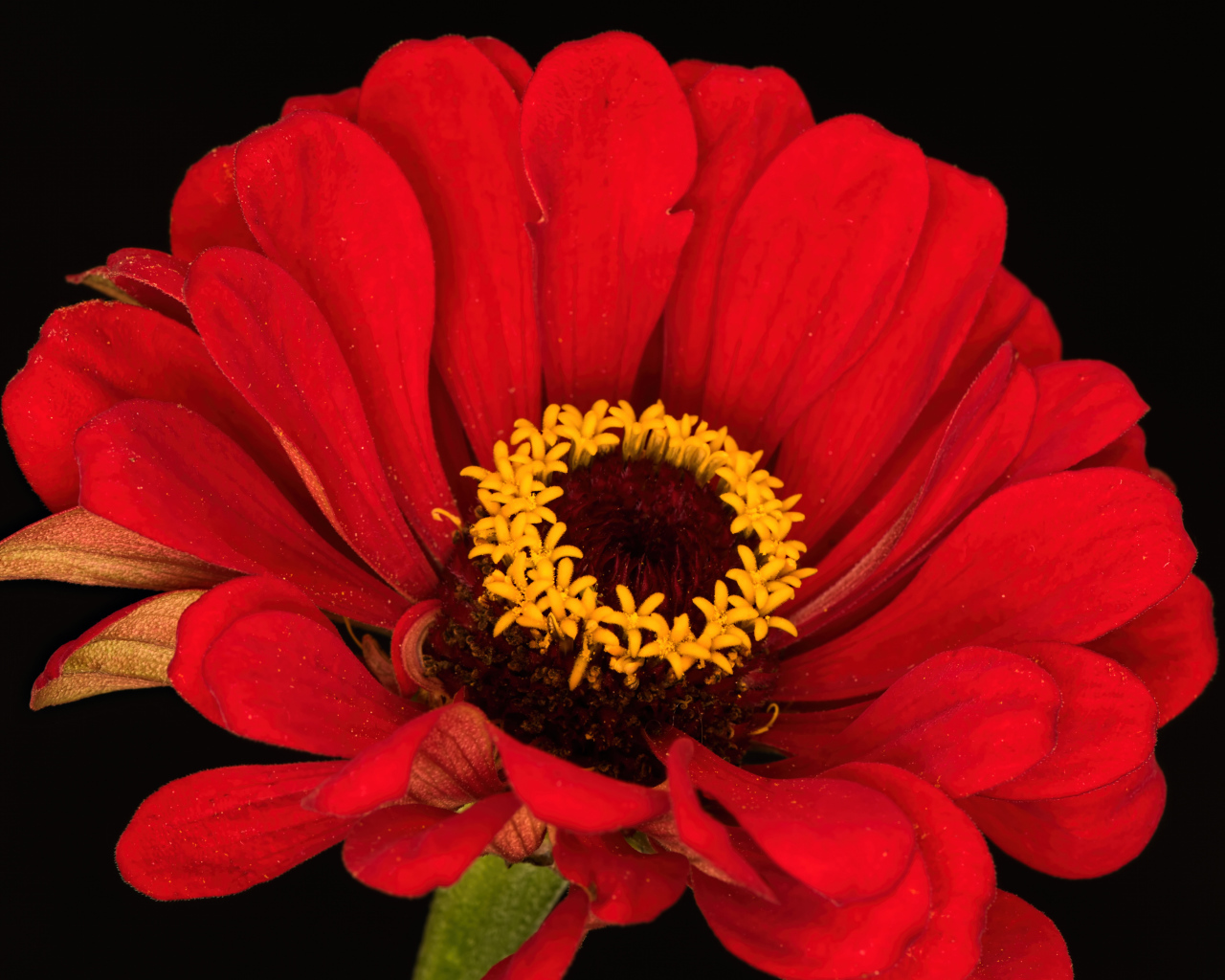 Красный цветок цинния на черном фоне