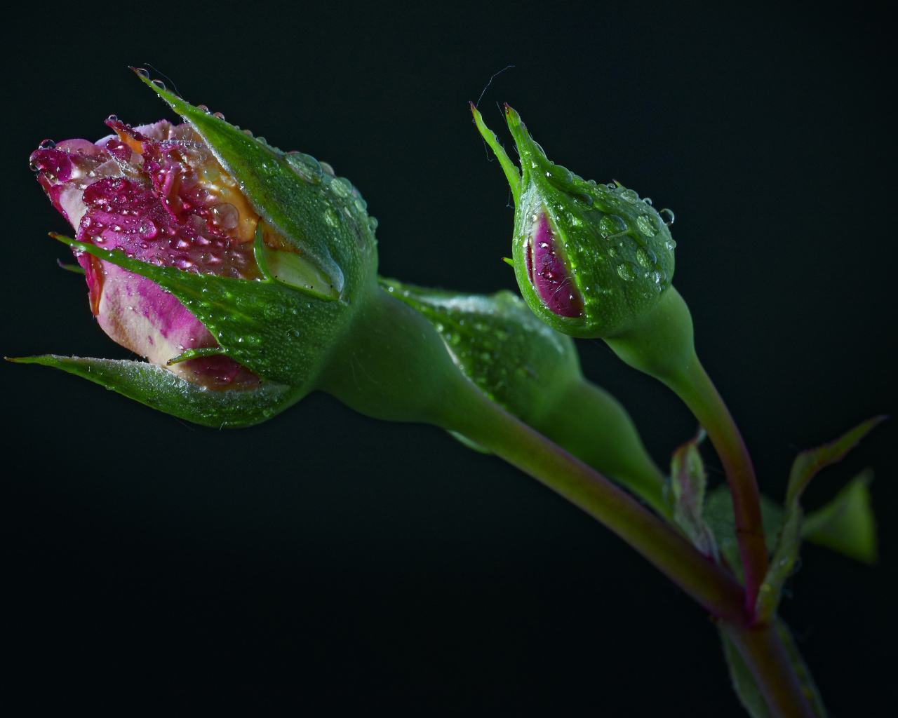 Бутоны розы в каплях воды на черном фоне
