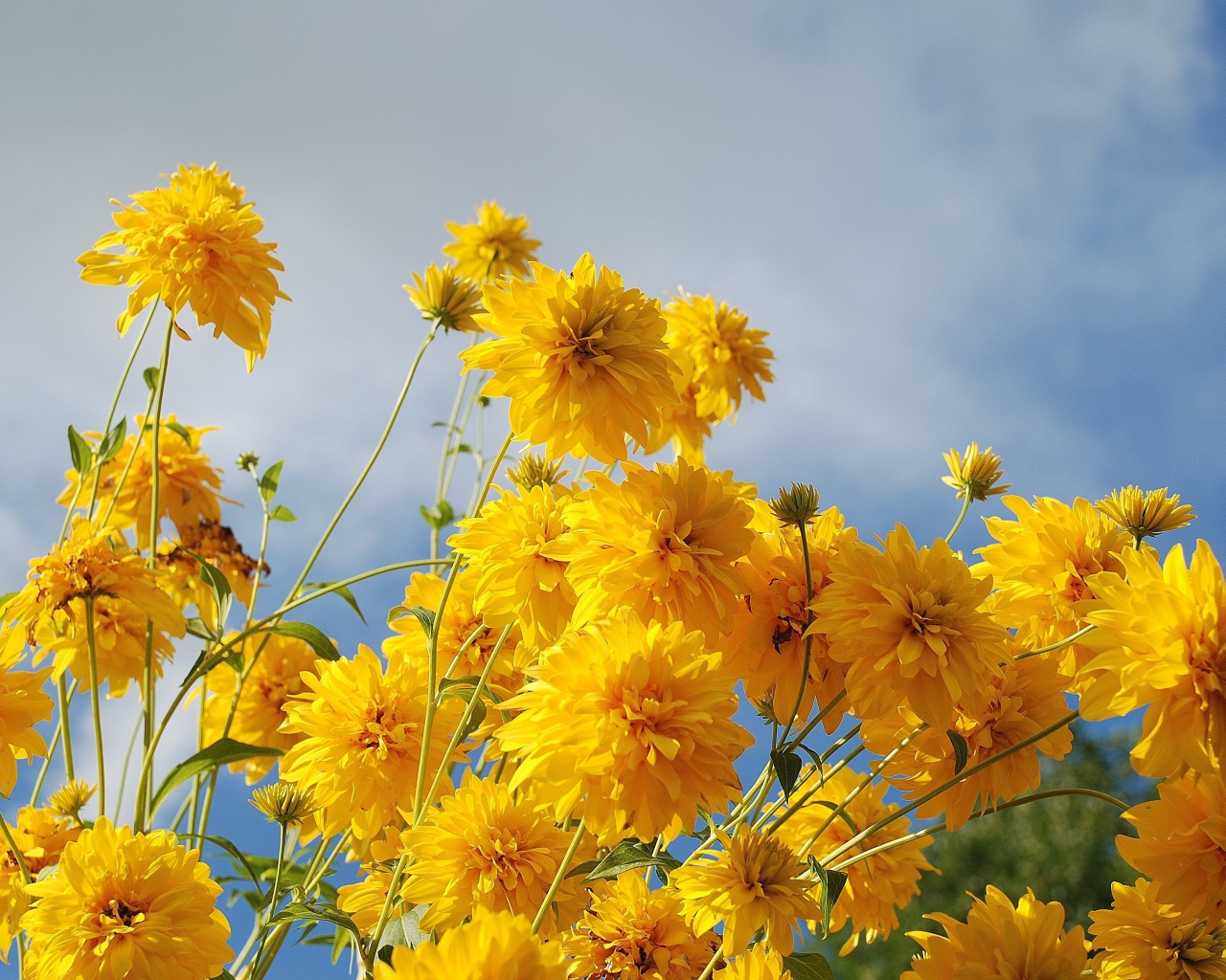 Рудбекия золотые шары на фоне неба