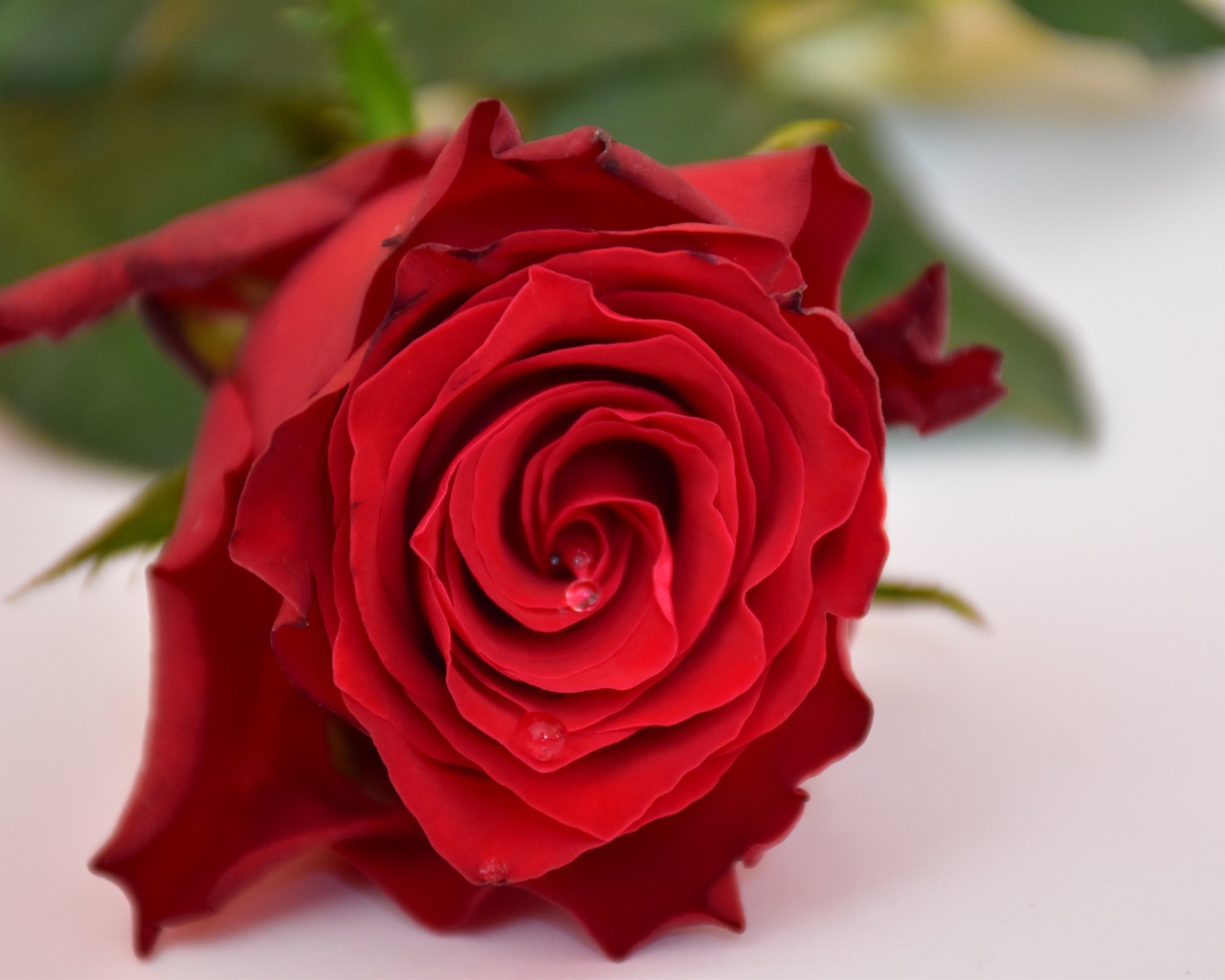 Алая роза в каплями росы на белом столе 