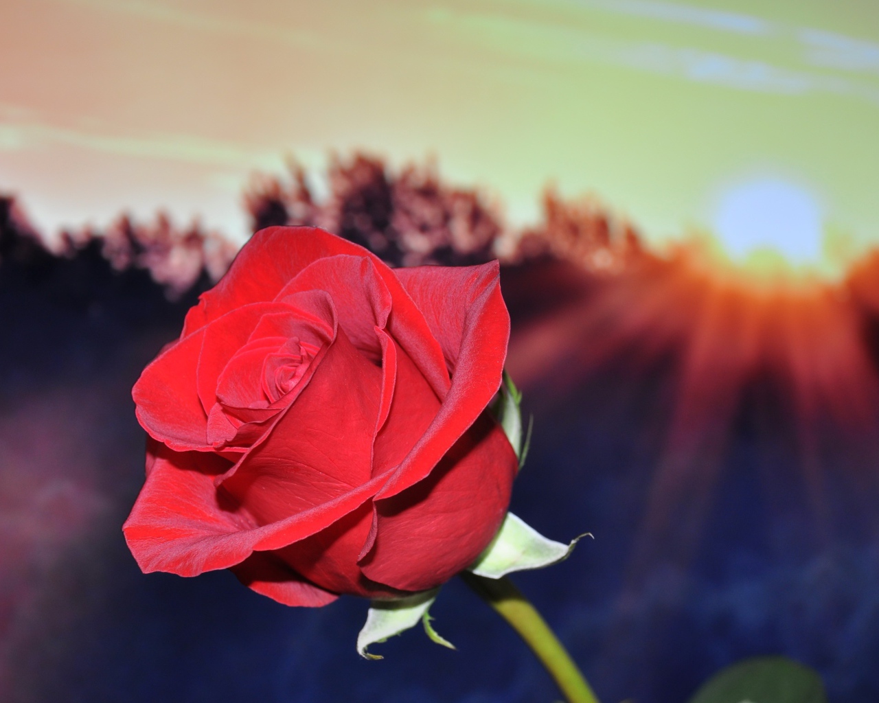 Алая роза в руке в лучах солнца