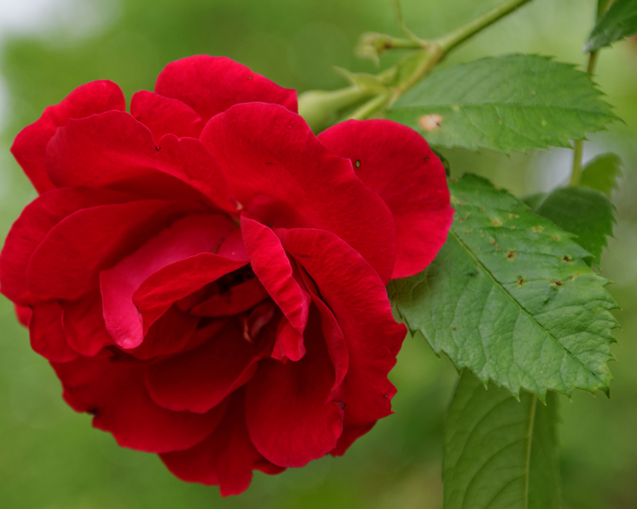 Алая роза с зелеными листьями крупным планом