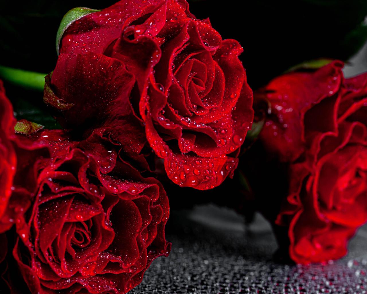 Алые розы крупным планом в каплях воды  