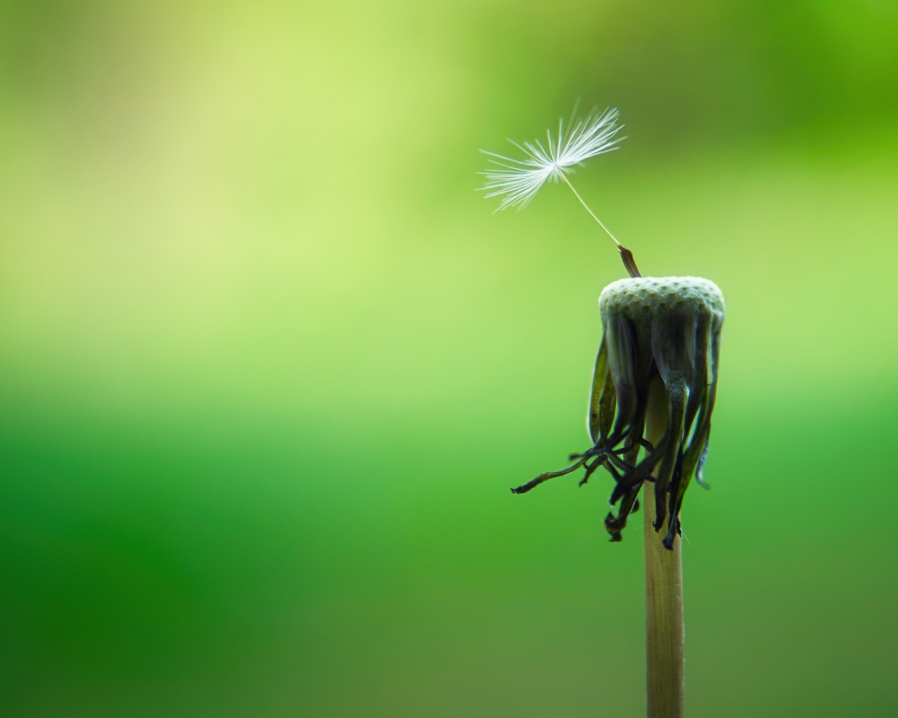 Семена облетели с одуванчика на зеленом фоне