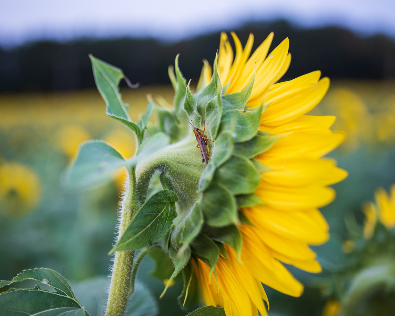 Маленький кузнечик на желтом цветке подсолнуха