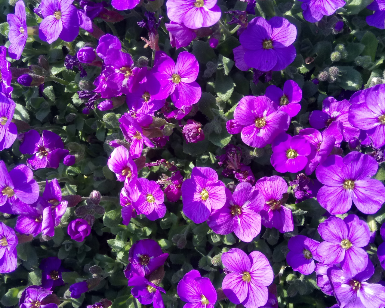 Мелкие сиреневые цветы Обриета в лучах солнца