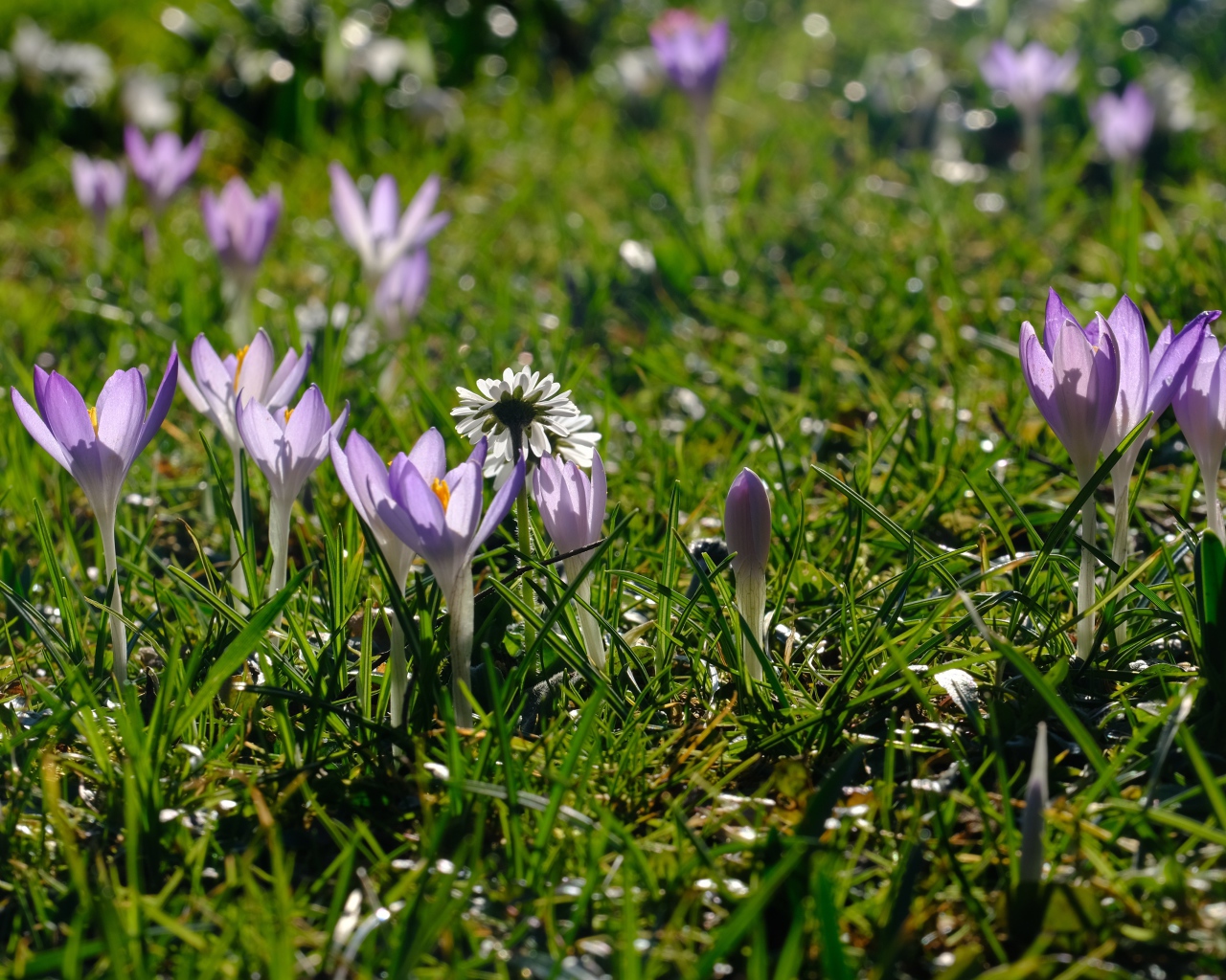 Маленькие сиреневые цветы крокуса на зеленой траве