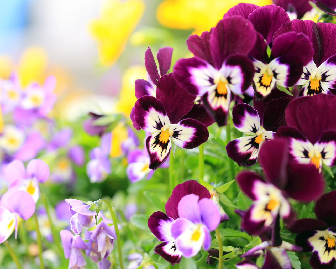 Маленькие цветы анютины глазки крупным планом 