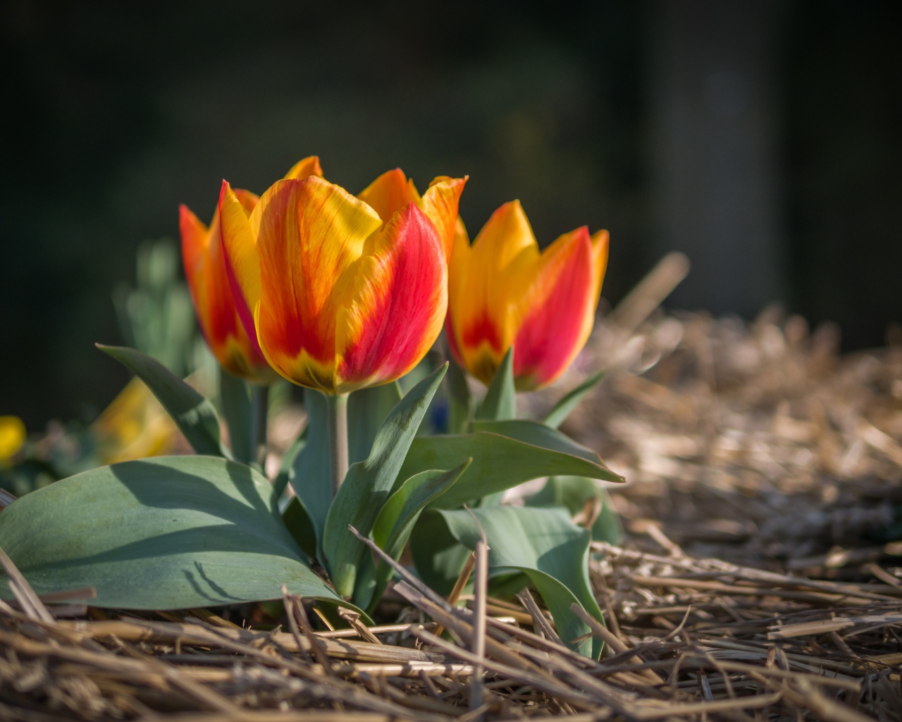 Маленькие тюльпаны цветут в саду весной