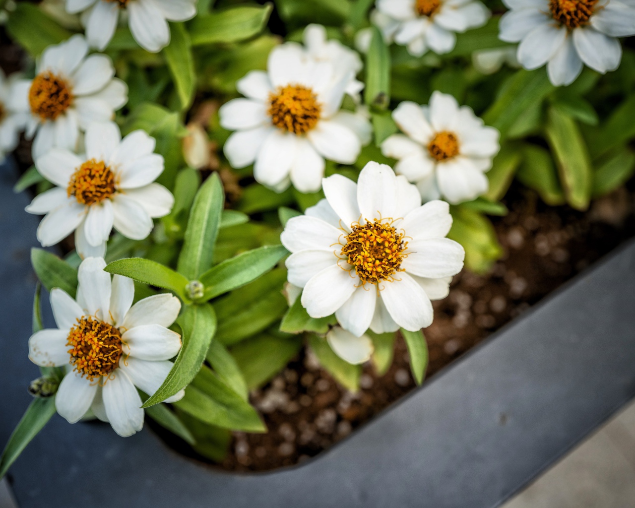 Маленькие белые цветы в кашпо на окне