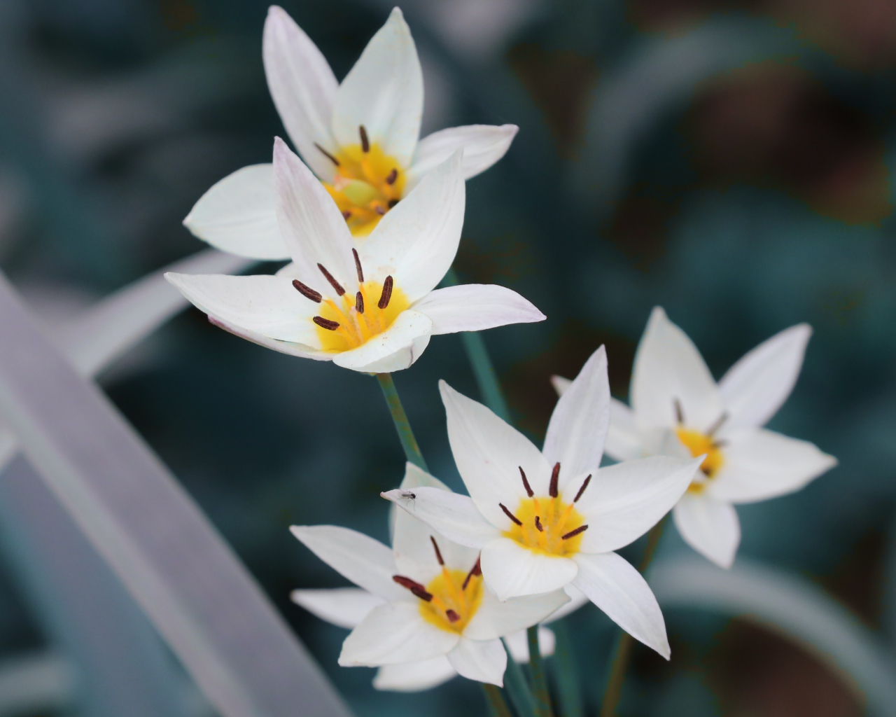 Мелкие белые цветы дикого тюльпана 