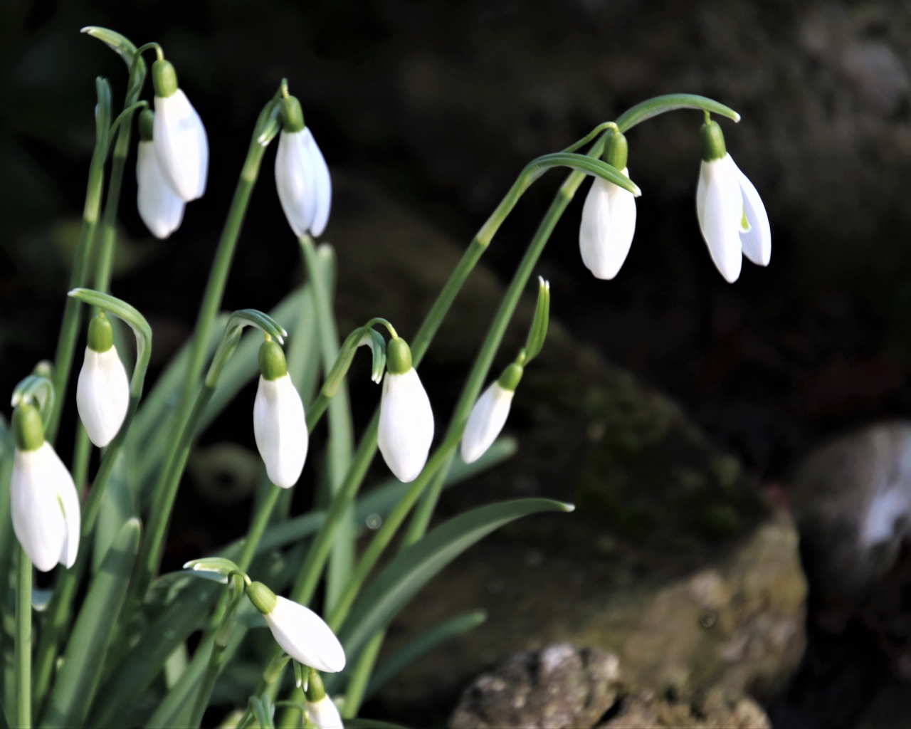 Маленькие белые весенние подснежники в лесу 