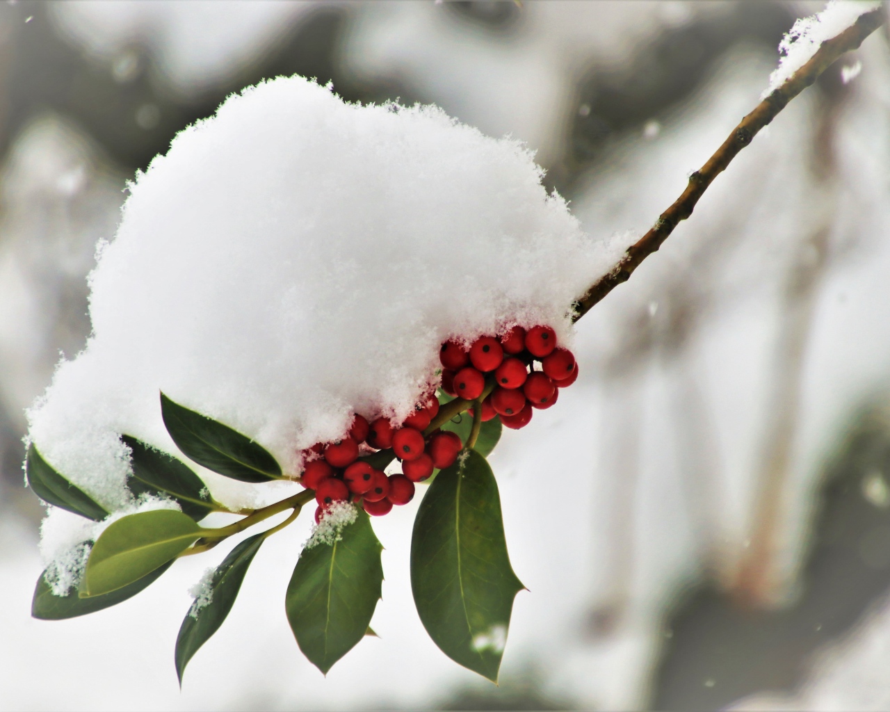 Снег лежит на ветке с красными ягодами