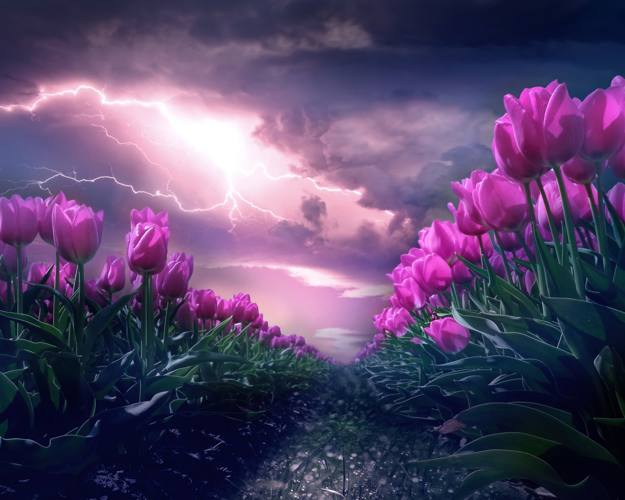 Грозовое небо с молнией над полем с тюльпанами