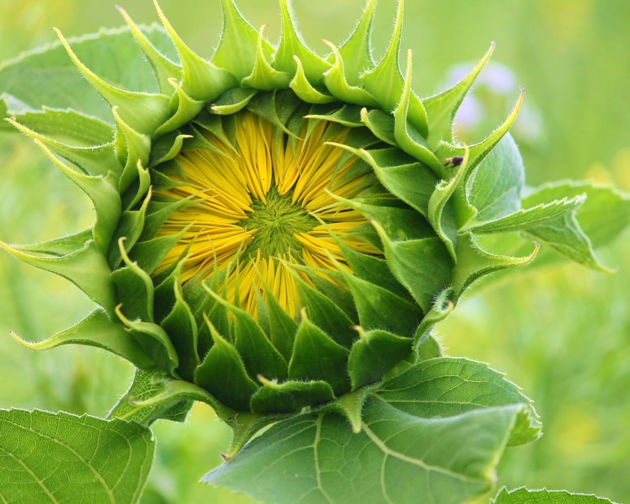 Цветок подсолнуха распускается на поле