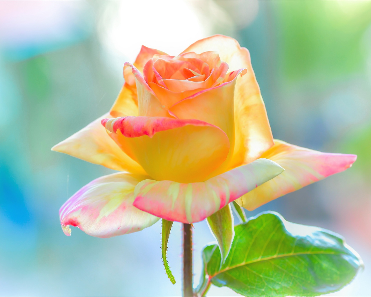 Нежная красивая роза с лепестками крупным планом