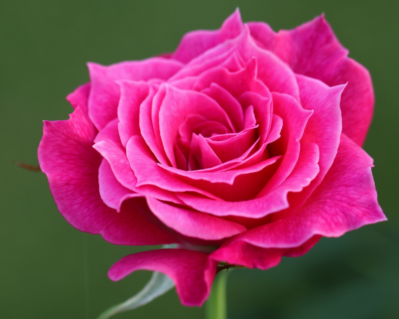 Нежная садовая розовая роза крупным планом на зеленом фоне
