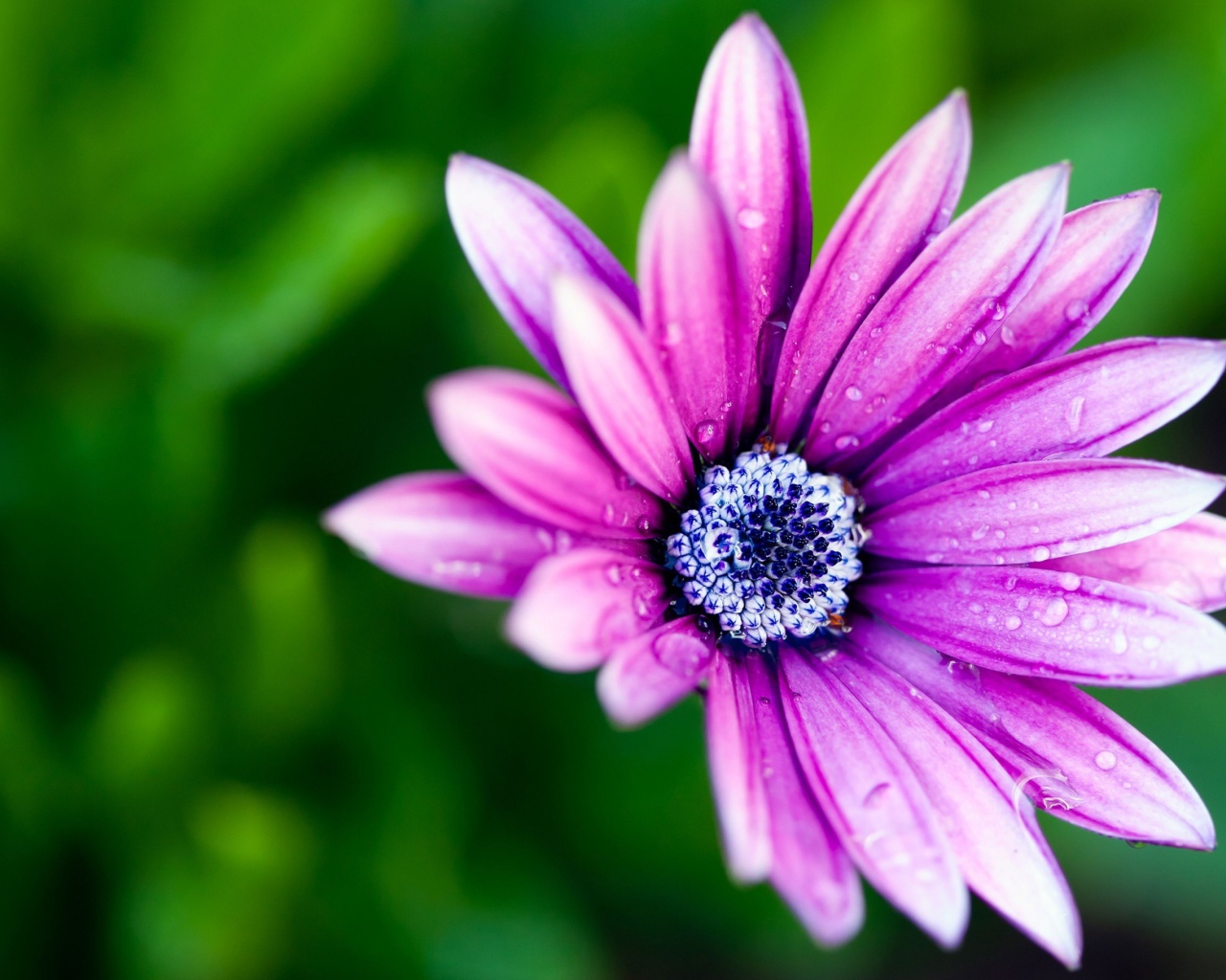 Нежный сиреневый цветок в каплях росы крупным планом