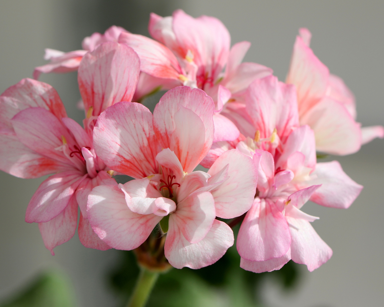 Нежные розовые цветы герани крупным планом