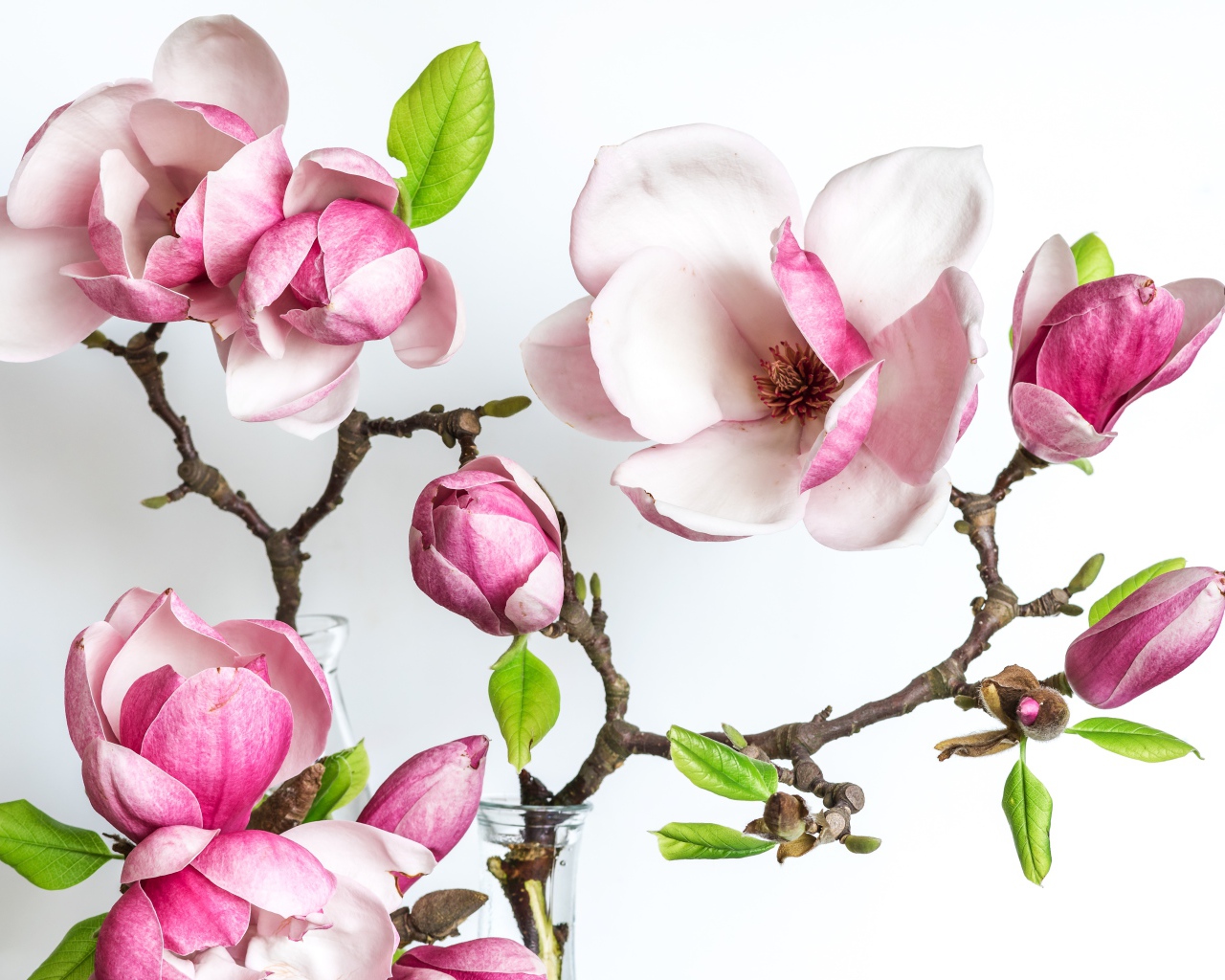 Нежные розовые цветы магнолии с бутонами на белом фоне
