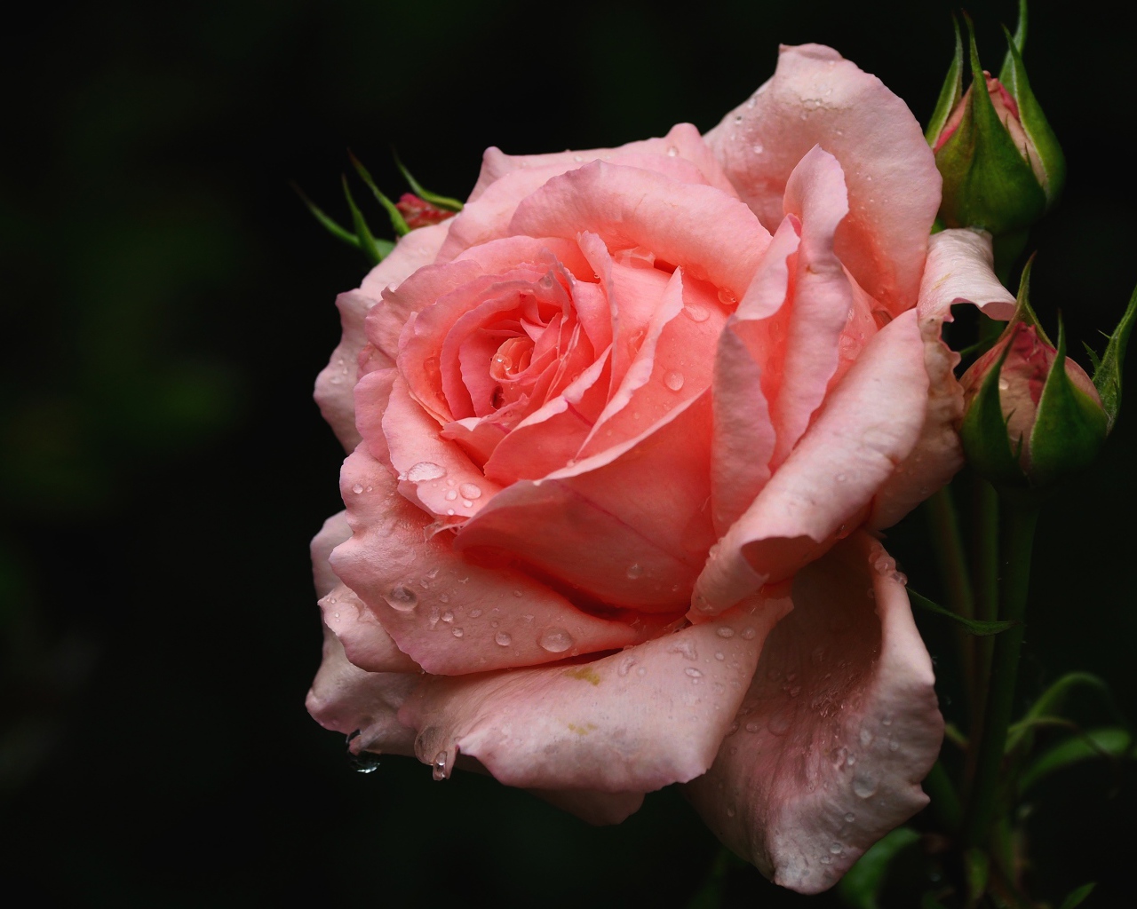 Нежная розовая роза с бутонами в каплях воды крупным планом