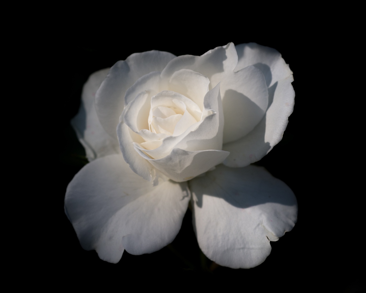 Нежная белая роза на черном фоне крупным планом