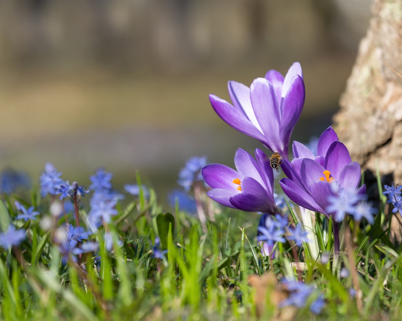 Первые весенние цветы пролесок и крокусы 