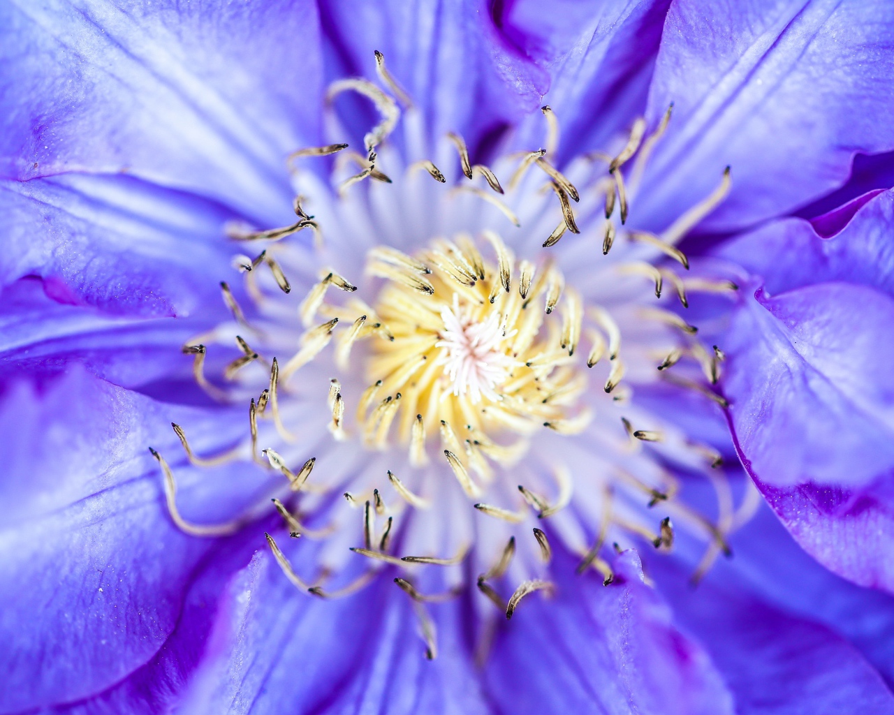 Середина сиреневого цветка клематиса 